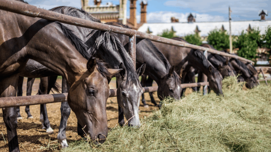 hay shortages
