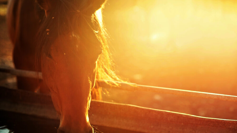 horse in the heat
