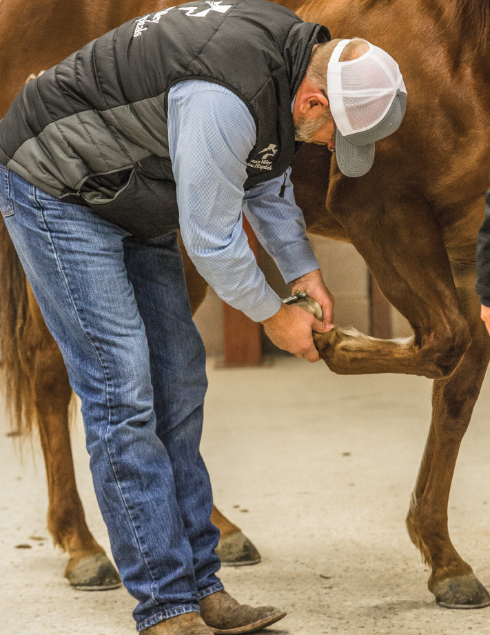 Lameness exams will make sure your horse is ready for competition after conditioning.