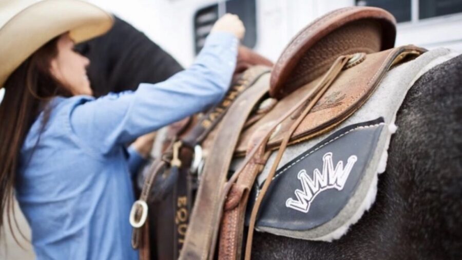 saddle pads on a horse