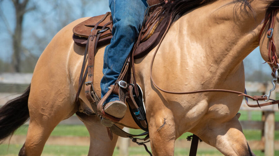 Airflex Cinch on a horse