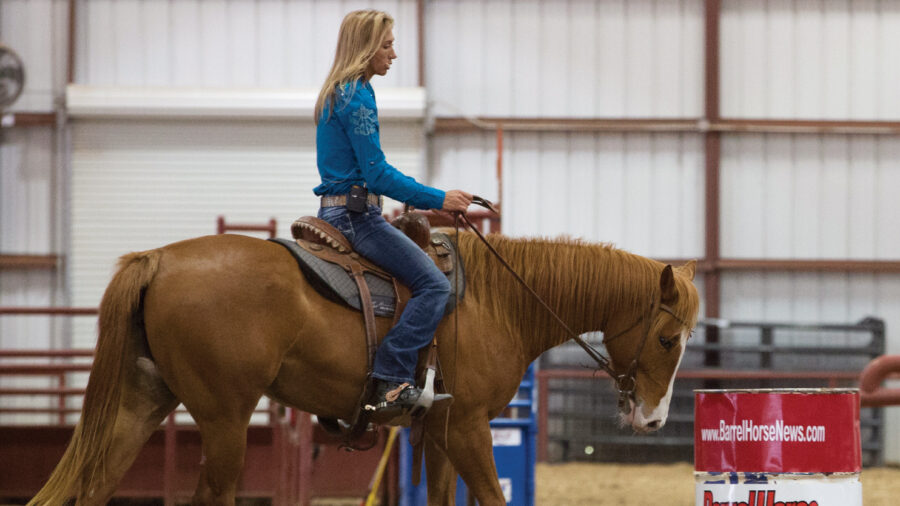 Buying a 1D barrel horse