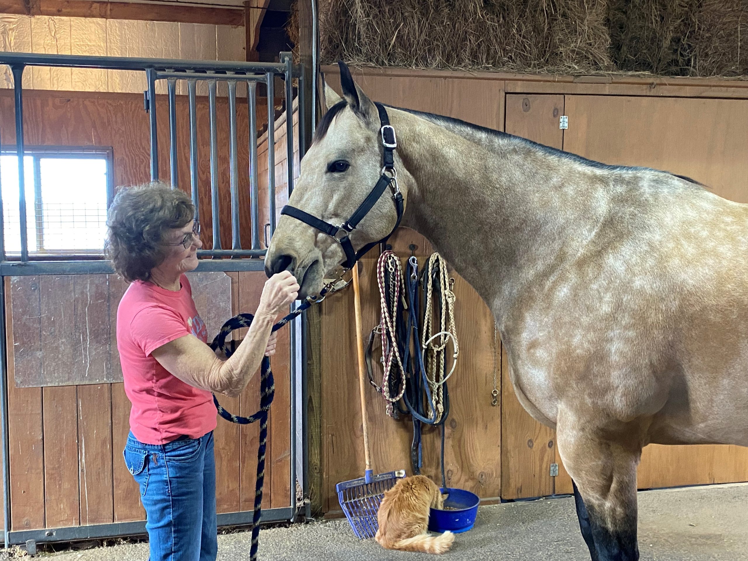 Mary Burger giving horse essential oils