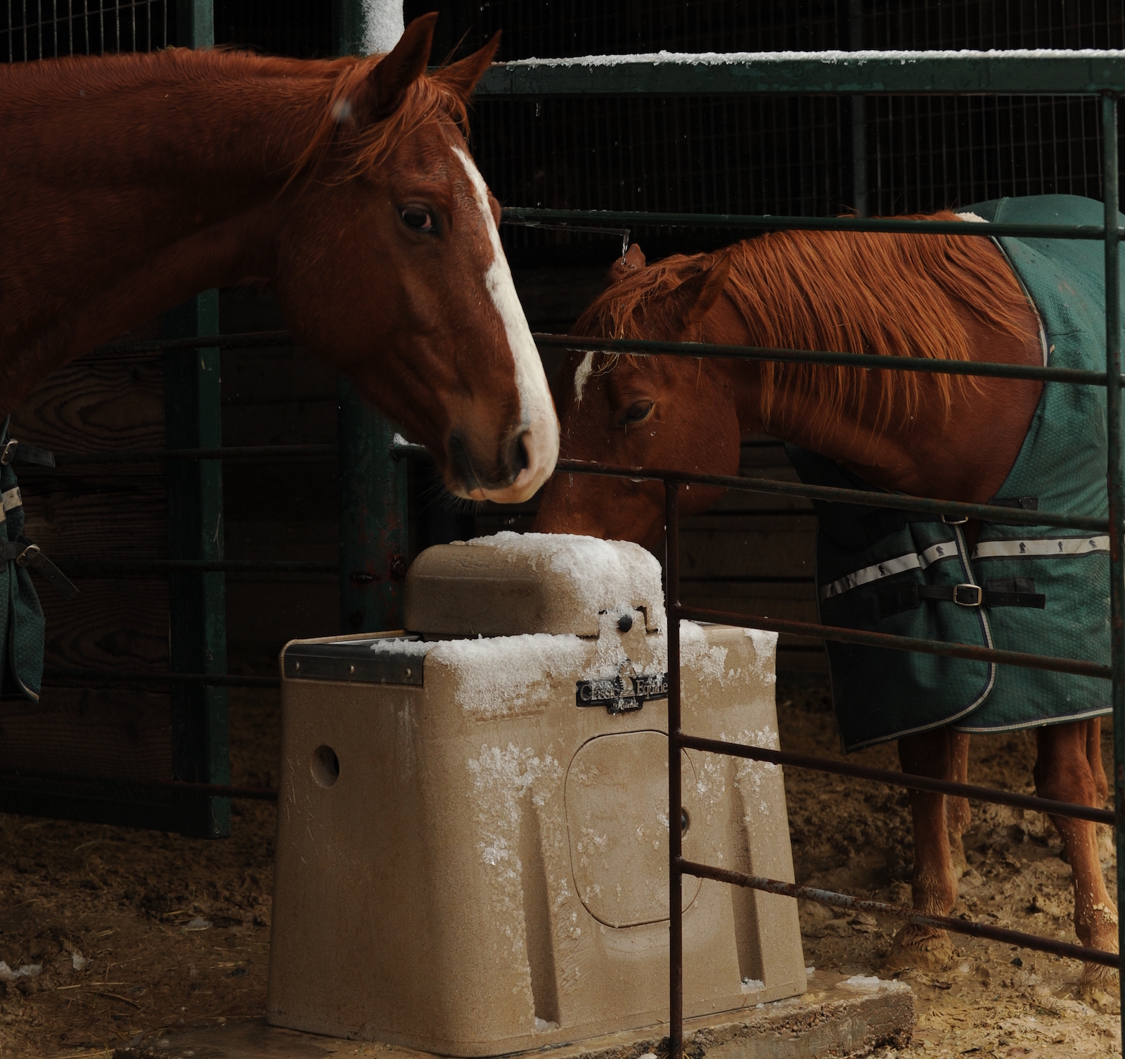 winter water for horses
