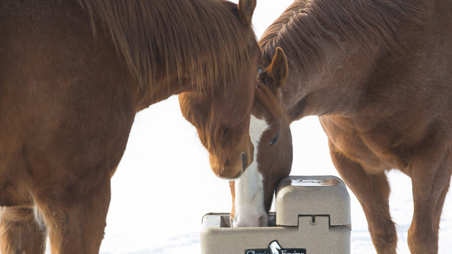 winter water for horses