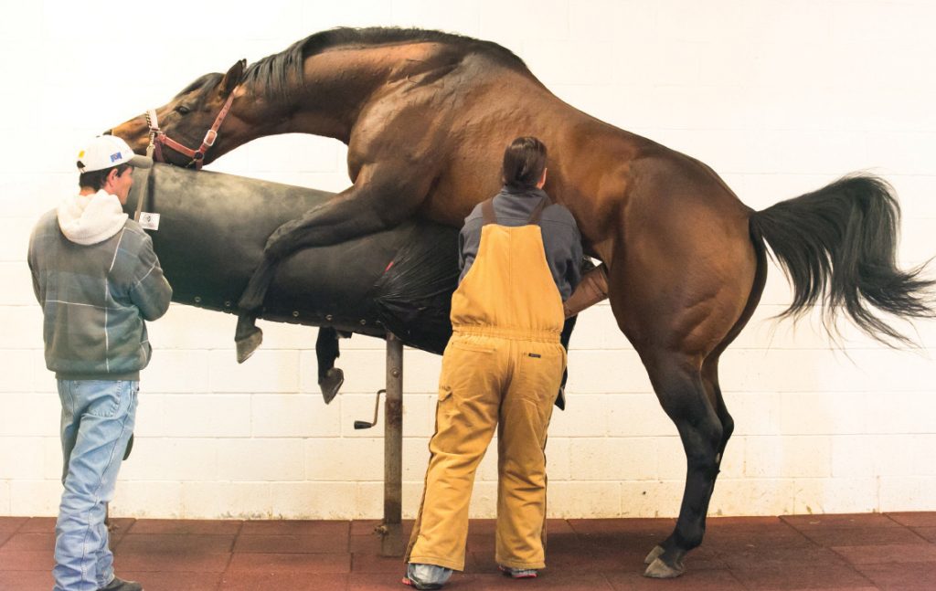 A safe environment for breeding is important for stallions.