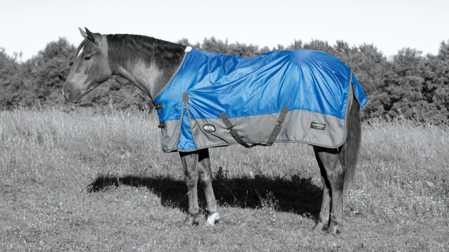 horse wearing turnout blanket