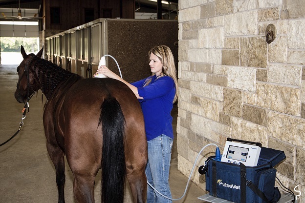 Dr. Molly Bellefeuille treating a horse's back with PulseVet shock wave therapy
