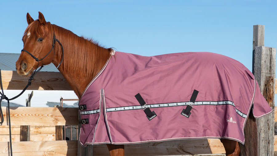 Classic Equine Winter Blanket