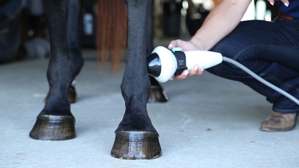 Vet treating horse's tendons with shock wave therapy