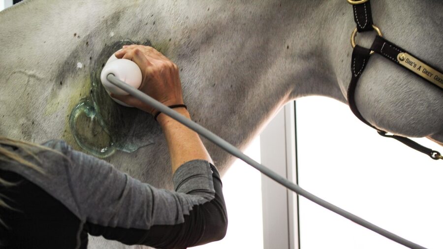Dr. Sherry Johnson treating horse with PulseVet Shock Wave Therapy