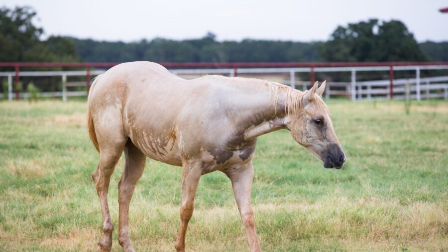 wet horse walking in the rain
