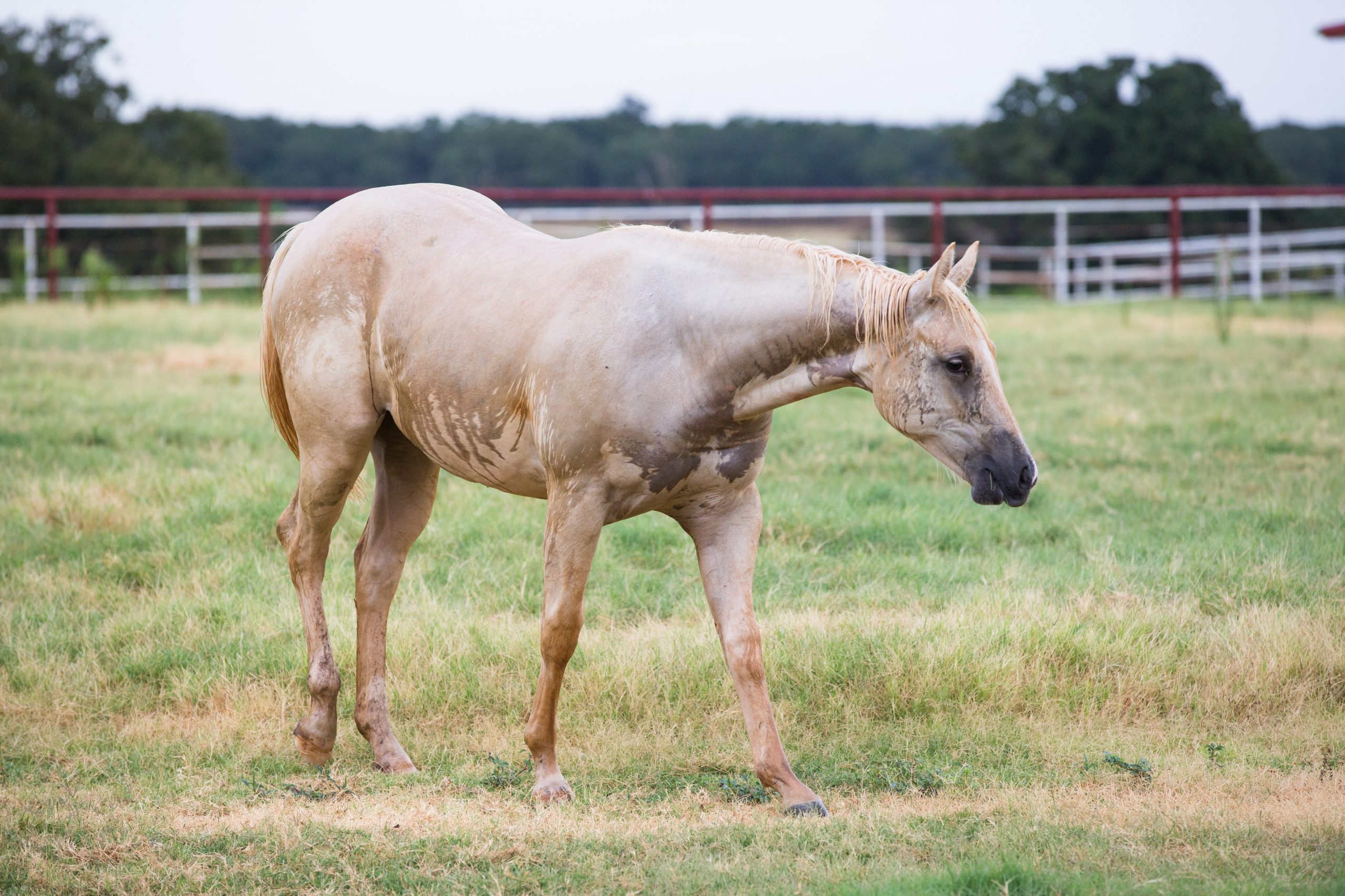 wet horse walking in the rain