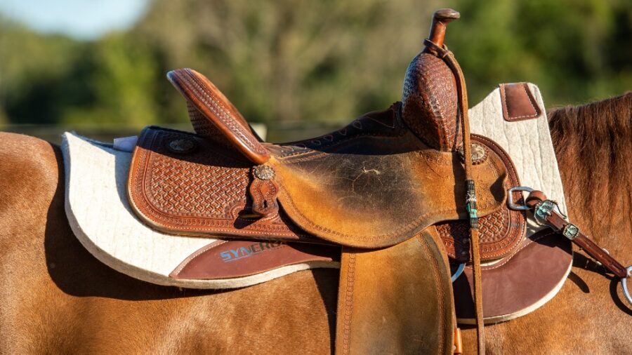 Barrel saddle and pad on horse