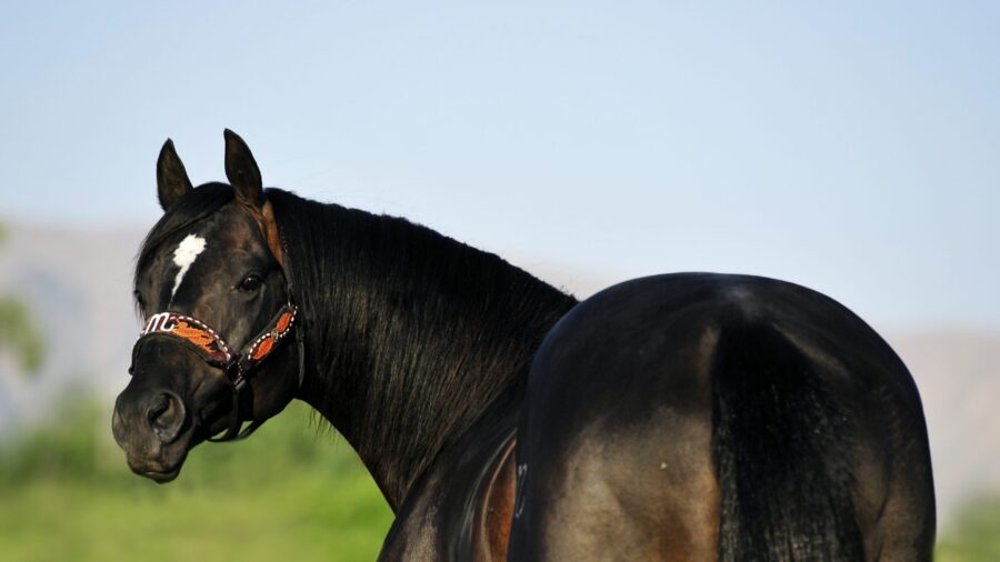 The Goodbye Lane looking back