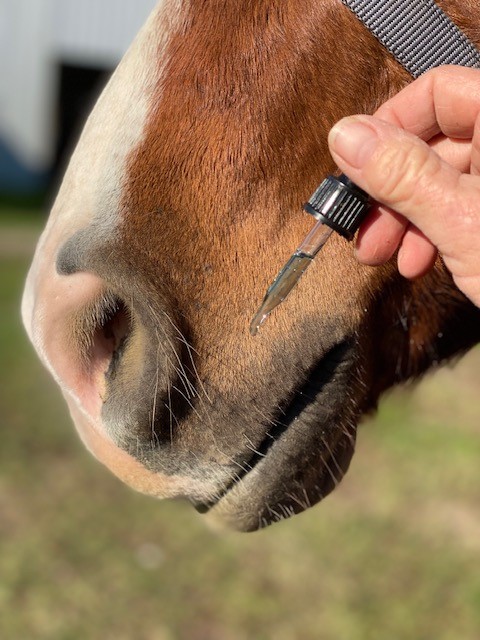 Hand holding essential oil dropper next to horse nose