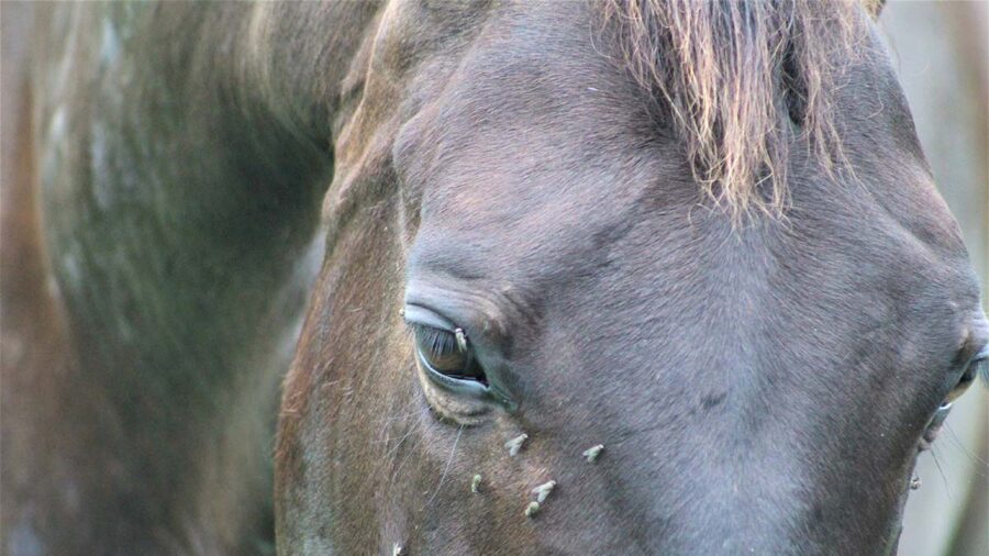 Electrolyte imbalance in horse with flies on face