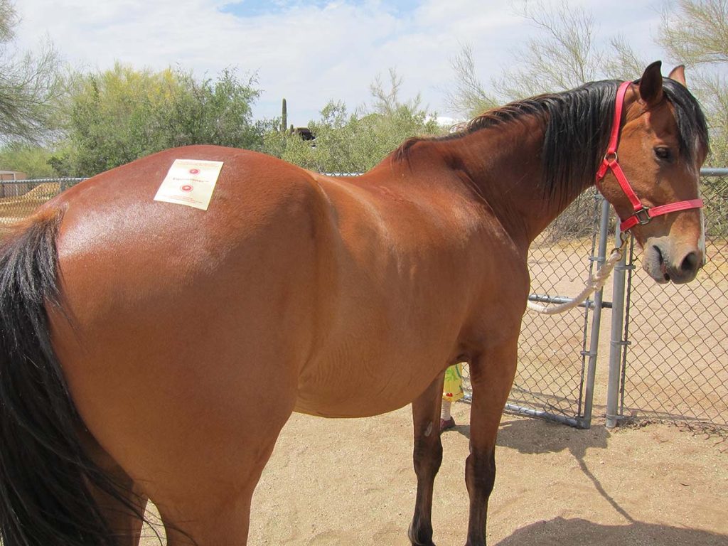Equiwinner Electrolyte balance patch on horse