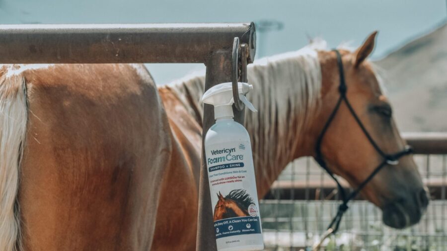 Vetericyn FoamCare Shampoo and horse at wash rack