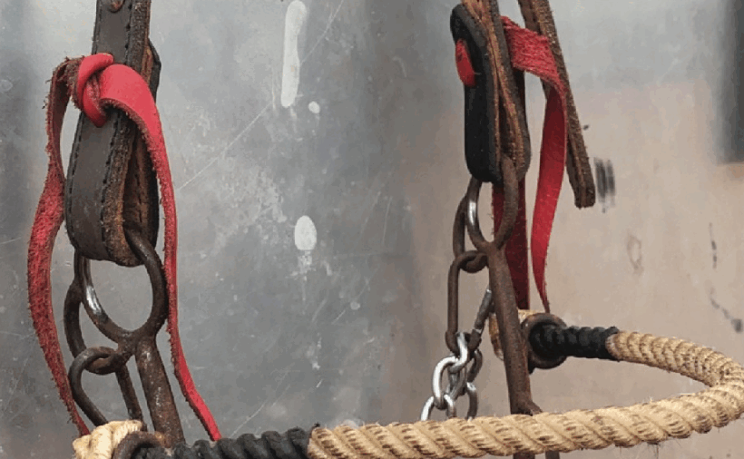 Flaharty betty combo bit on headstall