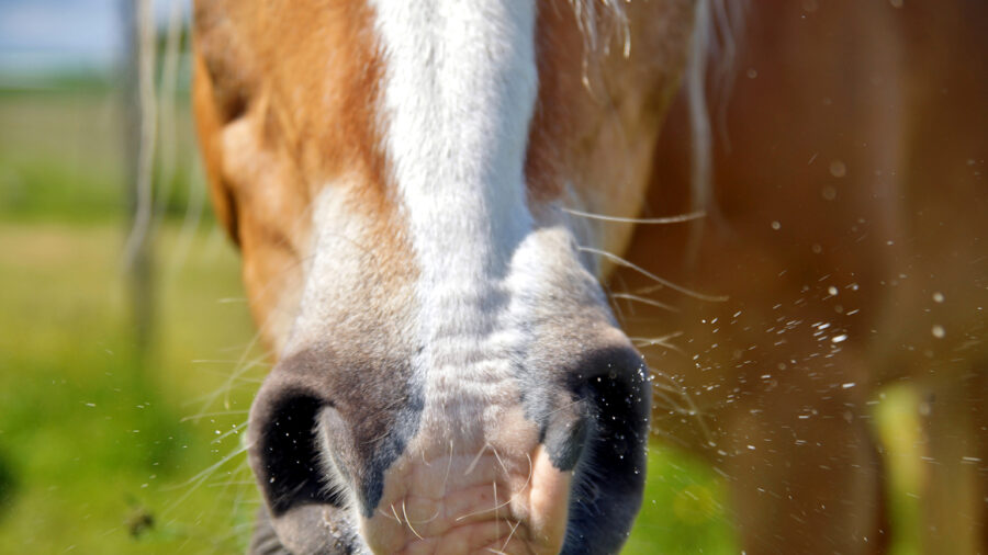 EquiShield SA supplement for Equine Allergies