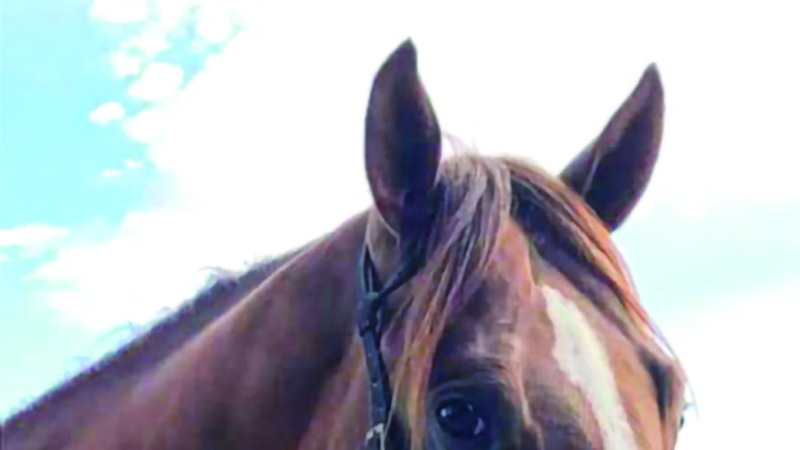 horse in bridle with locked O-ring snaffle
