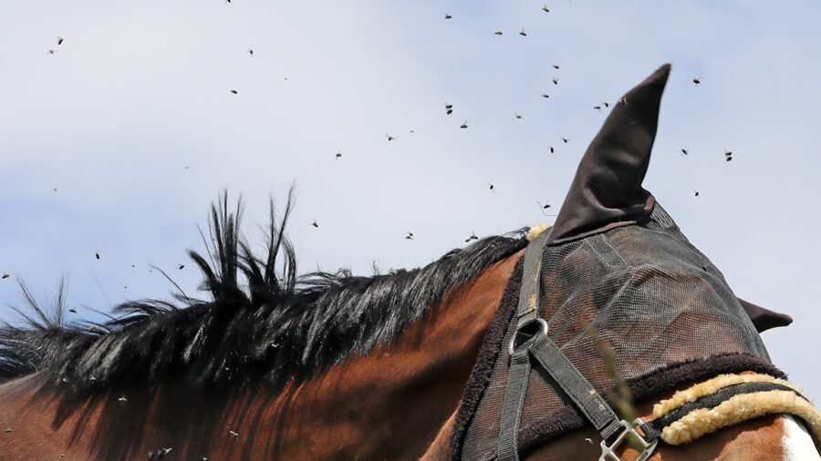 Horse wearing fly mask with flies swarming