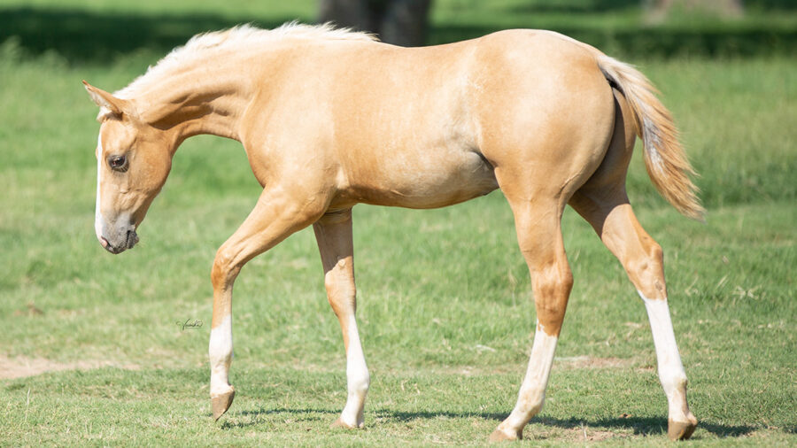 70 Ranch Performance Horses Online Sale