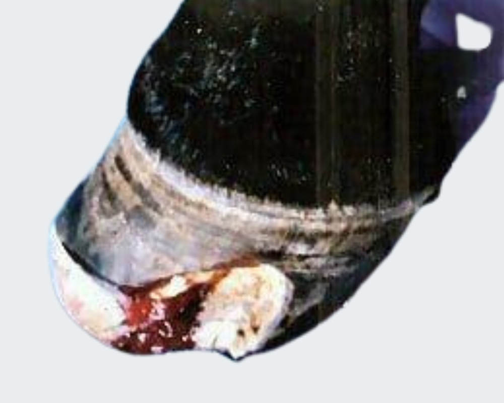 A horse's hoof with white line disease.