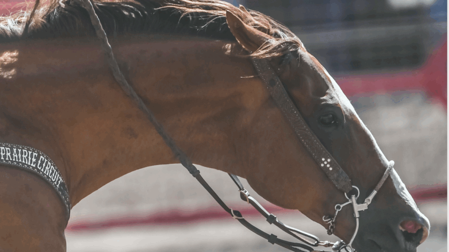 horse running home from third barrel