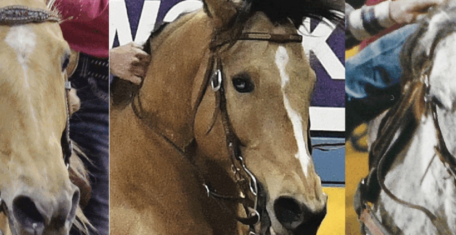 close-up collage of barrel horses faces