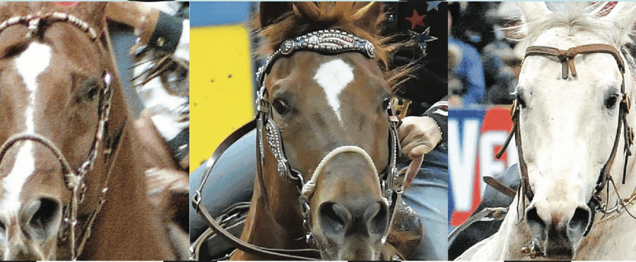 headshots of NFR mares turning barrels