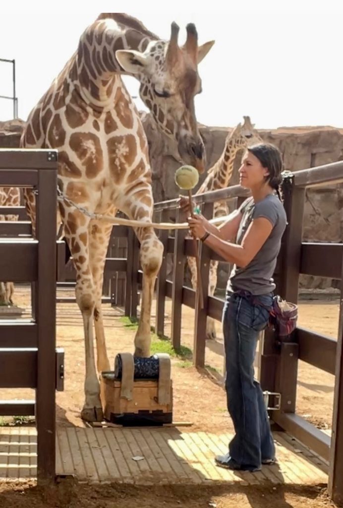 girl teaching giraffe to put its foot on block
