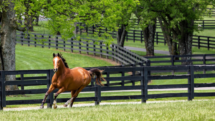 Horse running in a green field.