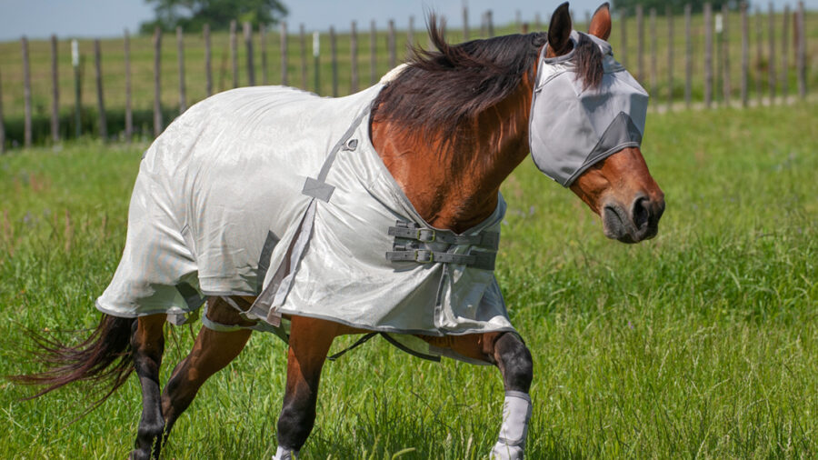 Horse is Cashel Fly Gear