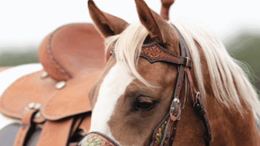 Find fun and functional tack and equipment products from Barrel Horse News advertisers sure to brighten up your trailer or barn tack rooms.