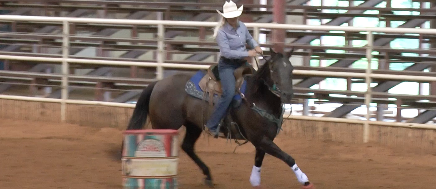 Cierra Nelson demonstrates her first steps with young horses after she gets them back from a colt starter.