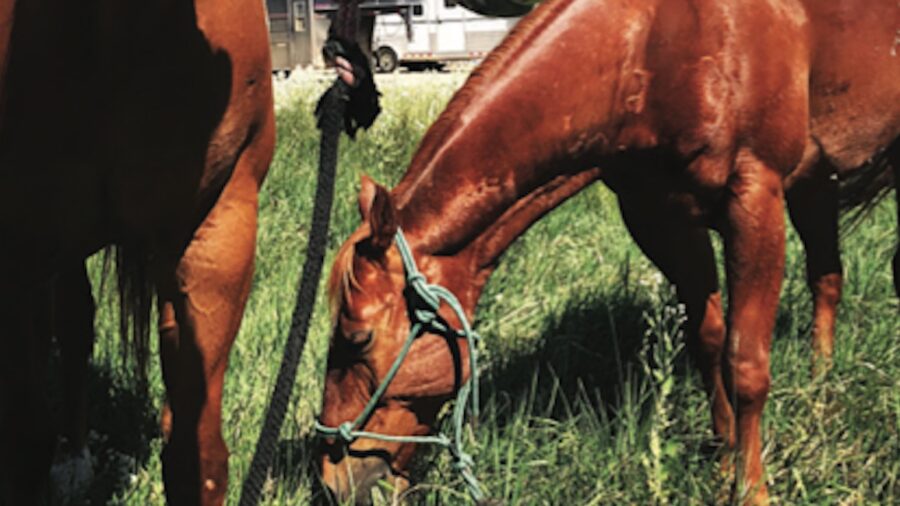 Managing your horse’s fitness is a process that’s unique depending on your circumstances and the region of the country in which you live.