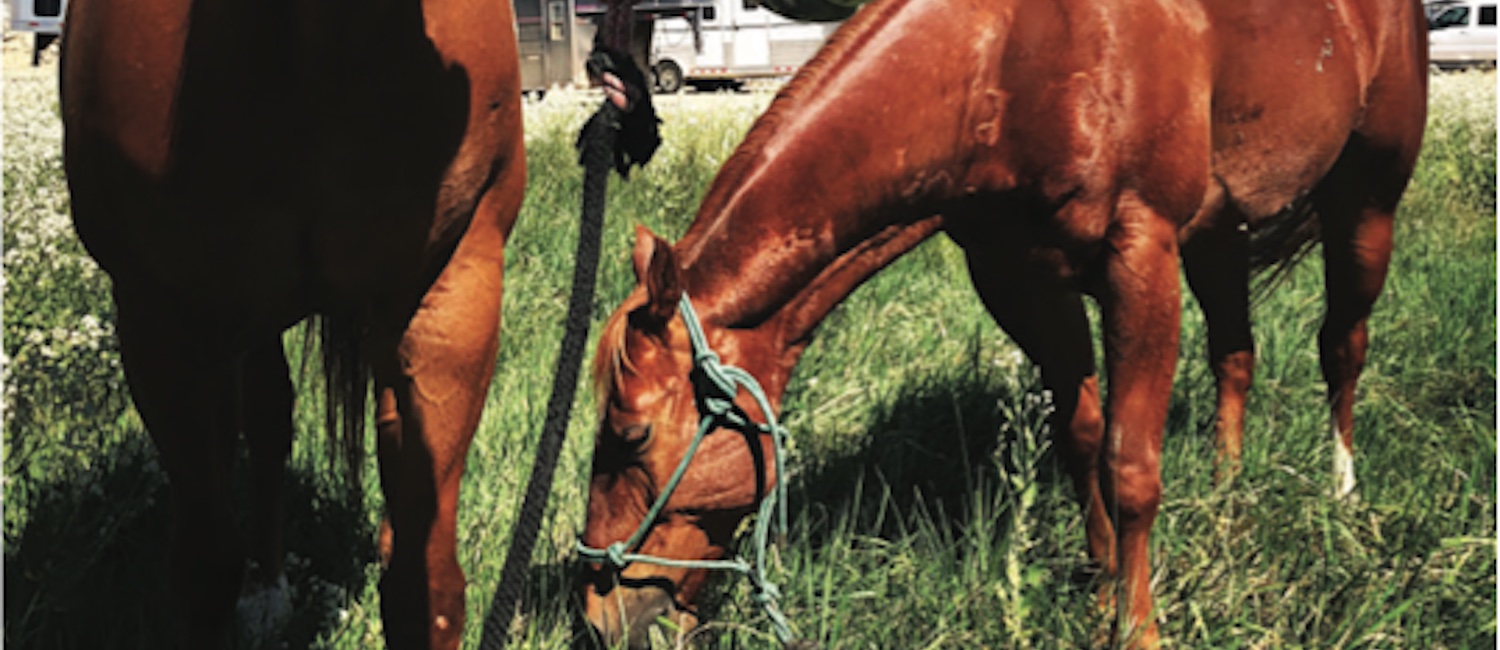 Managing your horse’s fitness is a process that’s unique depending on your circumstances and the region of the country in which you live.