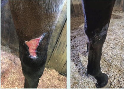 Borate-based bioactive glass is revolutionizing the way we treat equine wounds. One of the newer tools available is called Tenda Heal.