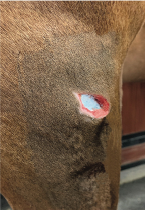 Borate-based bioactive glass is revolutionizing the way we treat equine wounds. One of the newer tools available is called Tenda Heal.