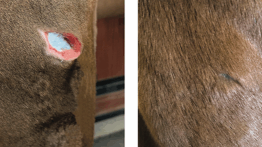 Borate-based bioactive glass is revolutionizing the way we treat equine wounds. One of the newer tools available is called Tenda Heal.