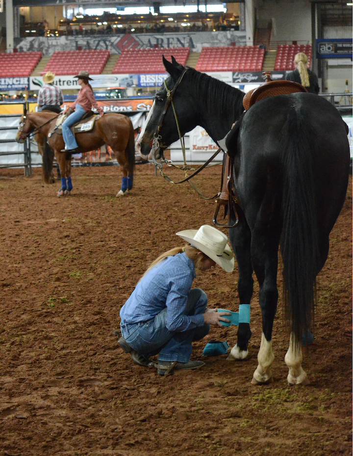 person wrapping horse's legs in warmup pen