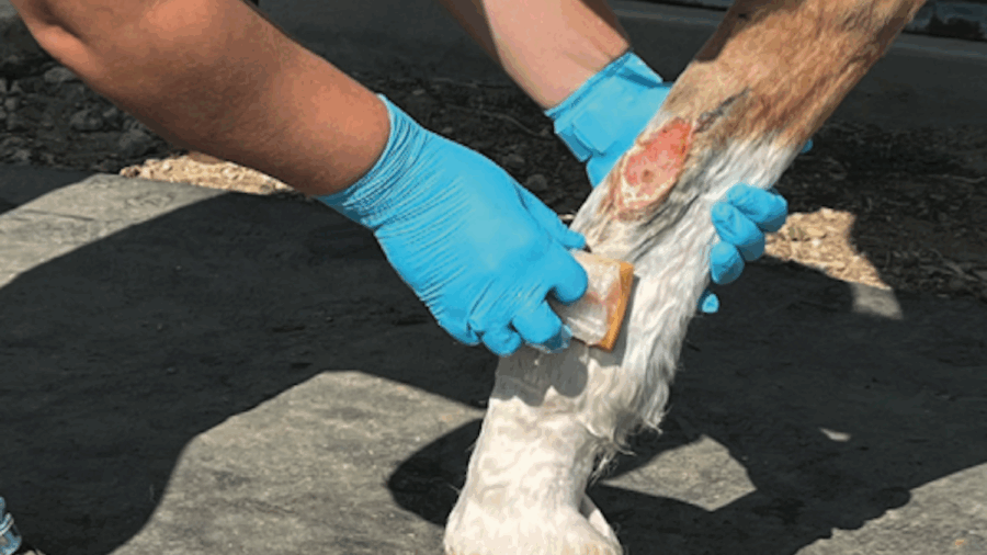 Horses are notorious for their ability to injure themselves. Here's how to handle a horse's injury and properly provide wound management.