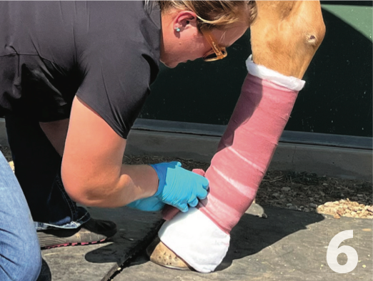 Horses are notorious for their ability to injure themselves. Here's how to handle a horse's injury and properly provide wound management. 