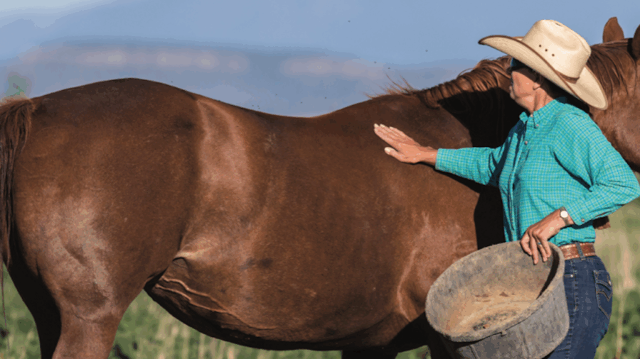 A recip mare is the recipient of a fertilized donor mare’s egg and a stallion’s sperm and her role in the reproductive process is crucial.