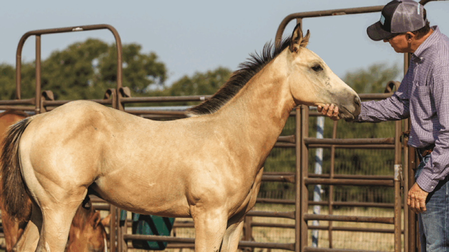 Kenny Nichols and Dale Barron share their process of halter breaking foals to set the young horses up for success.