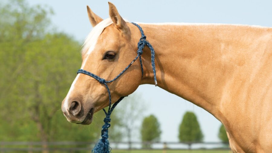 Weaver Silvertip Halter