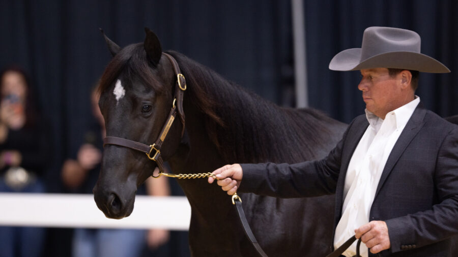 Blackkout in the sale ring