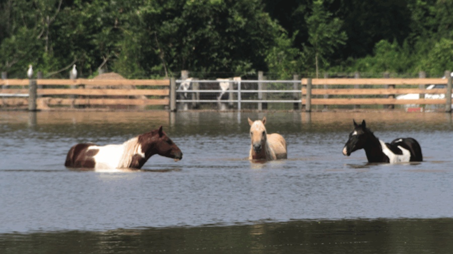 Barrel racers weren't spared the horrors of the natural disasters in 2017. From floods to fires, the community banded together.